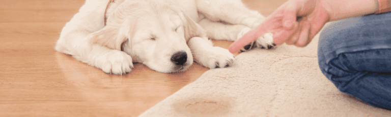 Welpen stubenrein bekommen