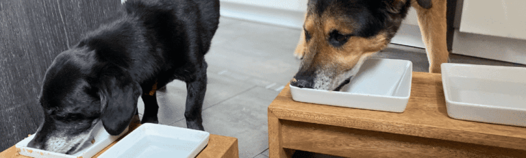 Das beste Hundefutter für unsere Hunde