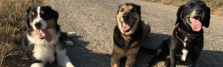 Hundeerziehungs Tipps – Die Top 10