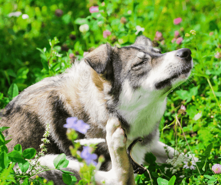 Allergietest Hunde jucken