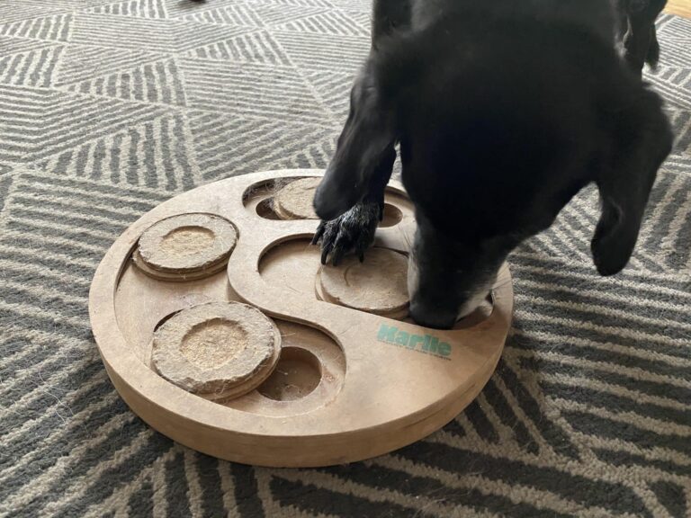 Intelligenz Spiel für Hunde