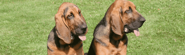 Was ist Mantrailing ?