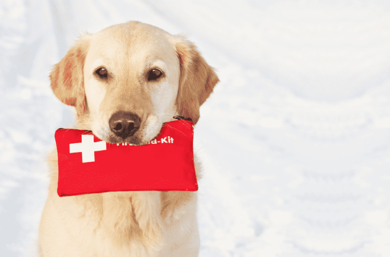 Erste Hilfe für Hunde