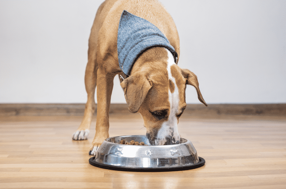 Iokheira Anti Schling Napf Hunde Sicherheit Haltbarer Futternapf Hunde große kleine Neuester Hundenapf mit Bodenabsorption 